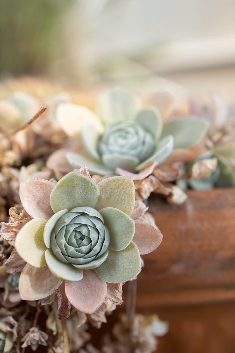 Botanical Splendor