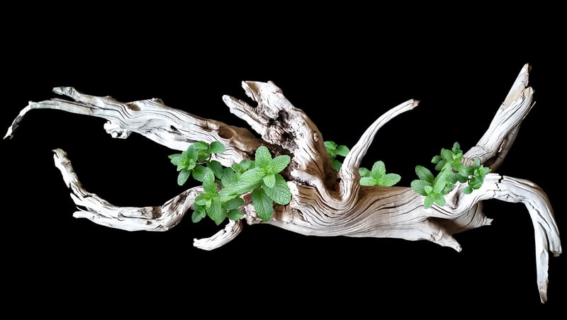 Nature-Inspired Decor