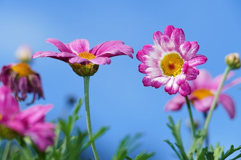 Wildflower Bouquet